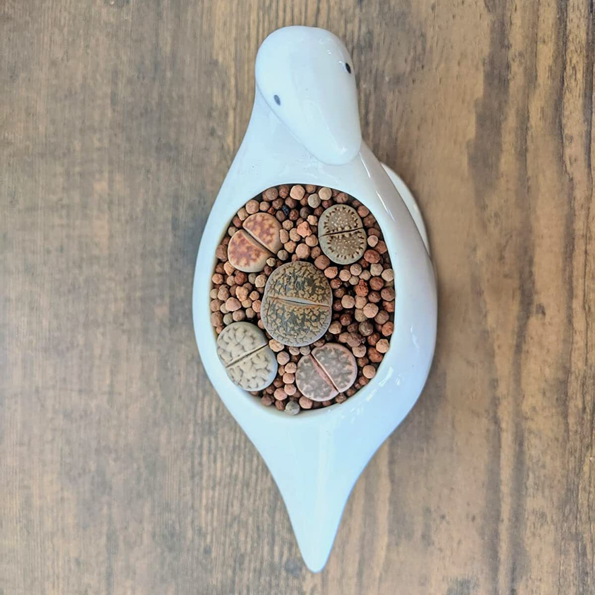 Gelive White Dinosaur Ceramic Succulent Planter Flower Plant Pot Window Box With Saucer Cartoon Animal Decor, 5 Inch, Indoor Outdoor