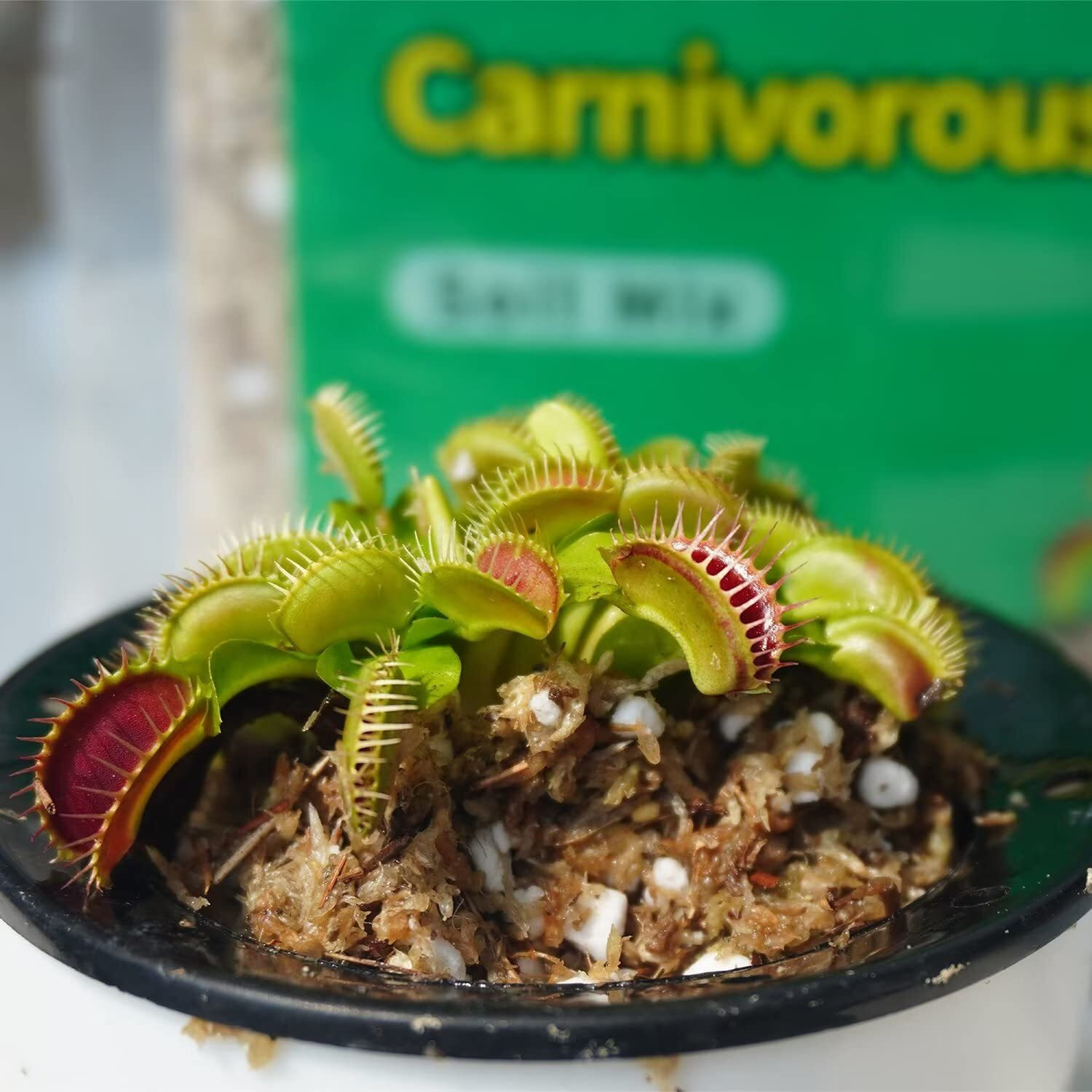 Kapecute Carnivorous Plant Soil Mix 3 Qts, Include Perlite And Sphagnum Moss Debris, Great Potting Soil For Venus Fly Traps, Pitcher Plants, Sundews