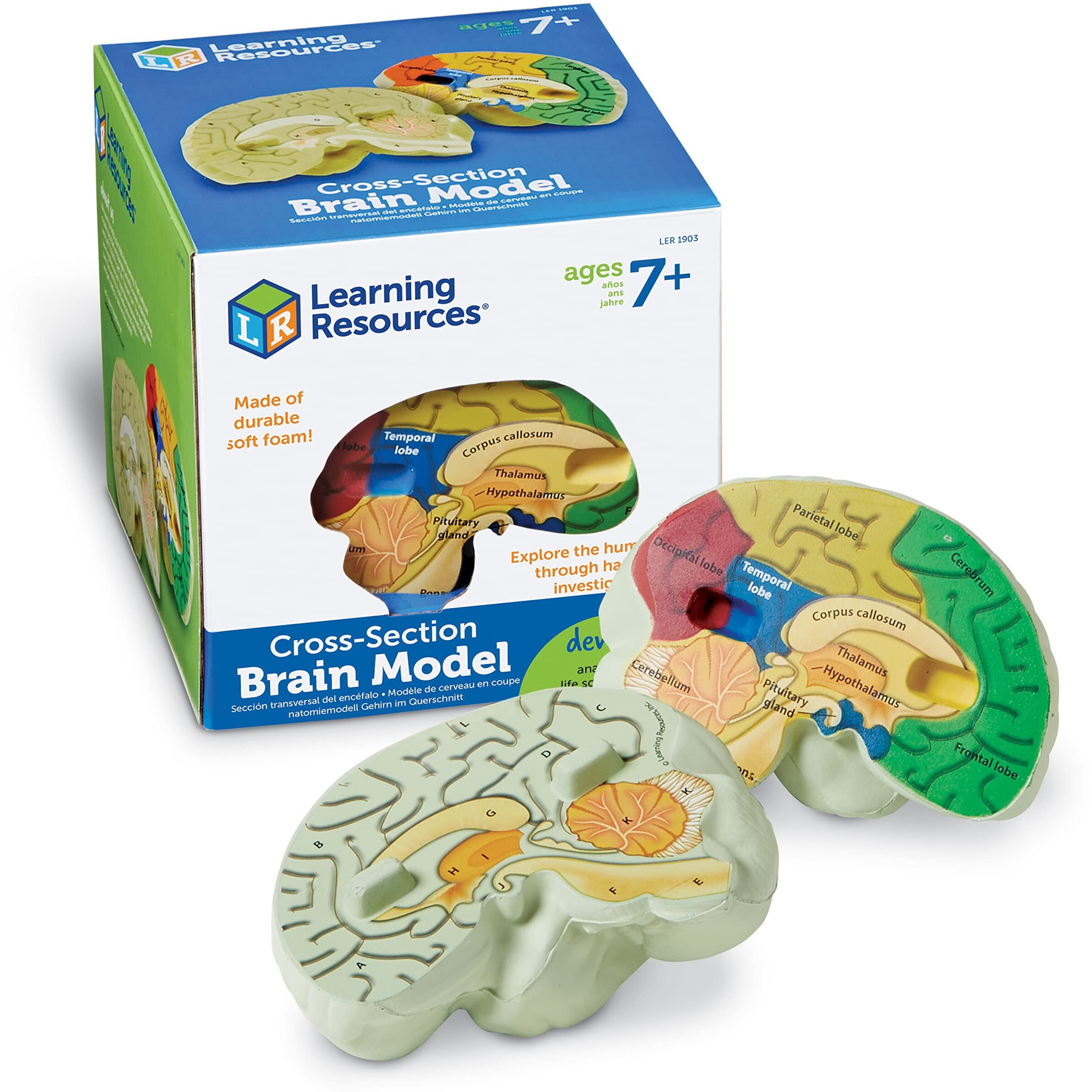 Learning Resources Cross-Section Brain Model - 2 Pieces, Ages 7+ Brain Anatomy Model, Brain Functions Model, Human Anatomy For Kids, Foam Brain Model,Back To School Supplies