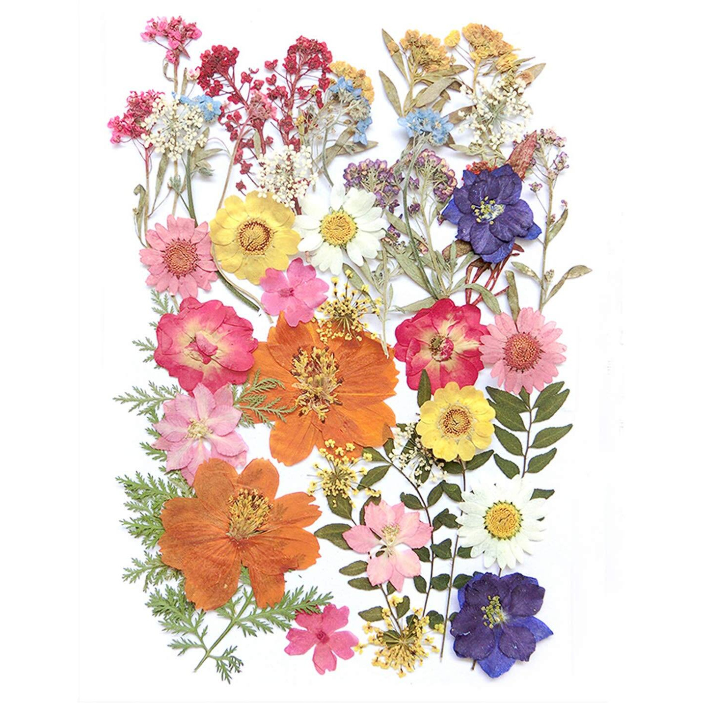 17 Types 48Pcs Real Dried Pressed Flowers Leaf Plant Herbarium For Diy Resin Jewelry Making Floral Decors(Colorful)