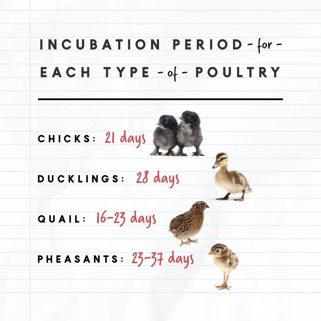 Manna Pro Harris Farms Nurture Right Egg Incubator For Hatching Chicks - Holds 22 Eggs - Automatic Egg Turner With Temperature And Humidity Control - 360 Degree View With Clear Window