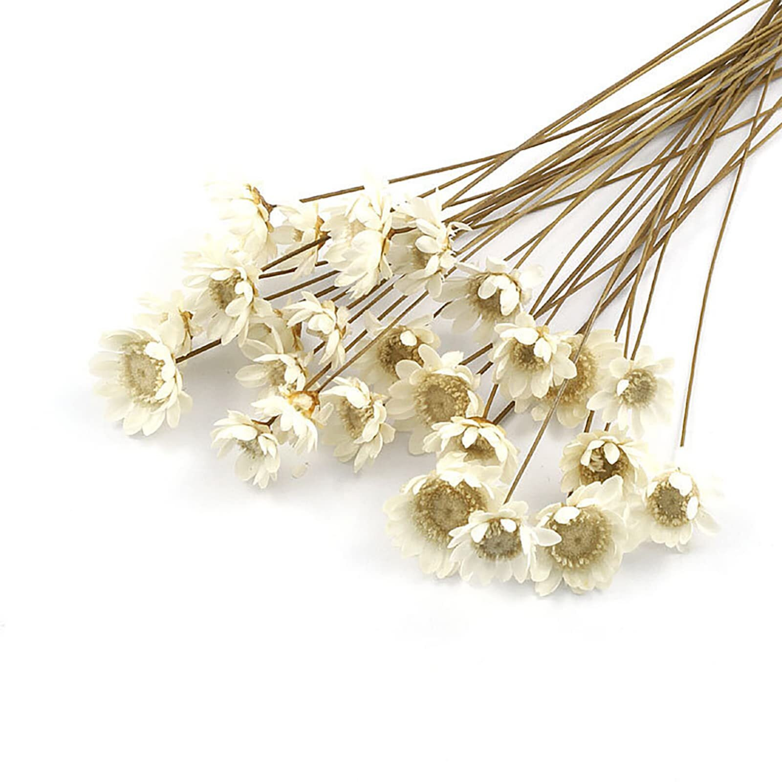 Mlsg 100 Stems Natural Dry Flowers Brazilian Small Star Daisy Decorative Dried Flowers Mini Daisy Chamomile Bouquet For Wedding Floral Arrangements Home Decorations Valentine's Day Gifts (White)