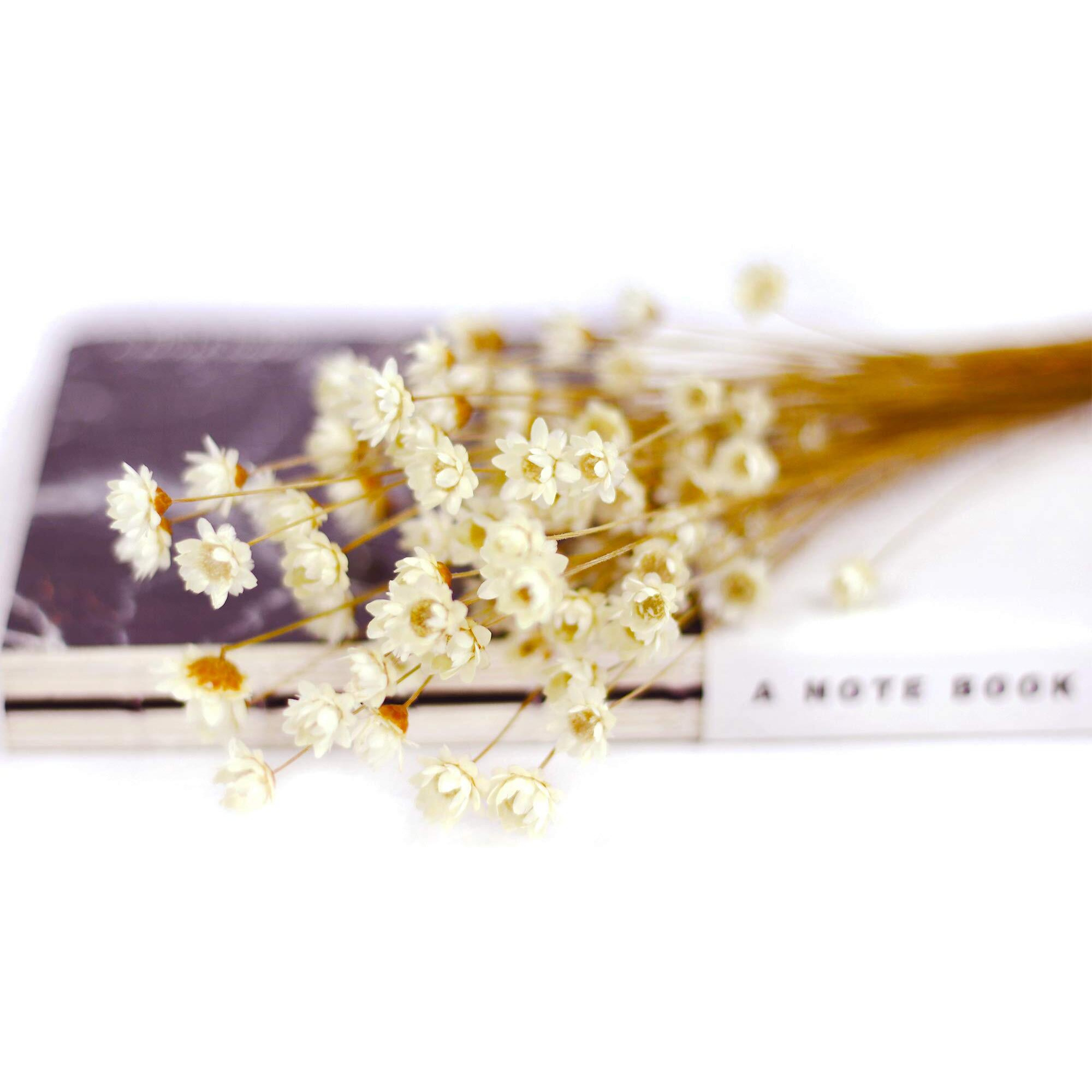 Mlsg 100 Stems Natural Dry Flowers Brazilian Small Star Daisy Decorative Dried Flowers Mini Daisy Chamomile Bouquet For Wedding Floral Arrangements Home Decorations Valentine's Day Gifts (White)