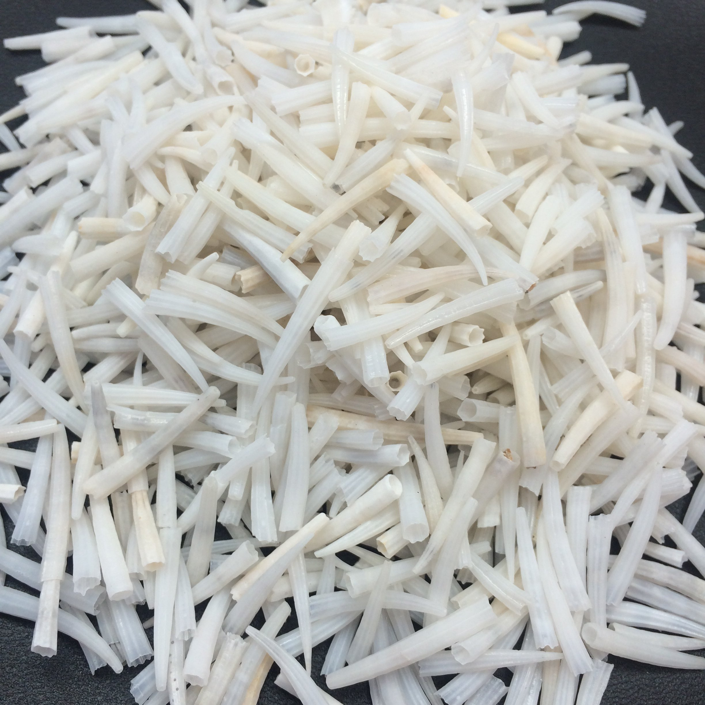 Pepperlonely Tusk Sea Shells, 6 Oz Apprx.1300+ Pc Shells, 1/2 Inch ~ 1 Inch