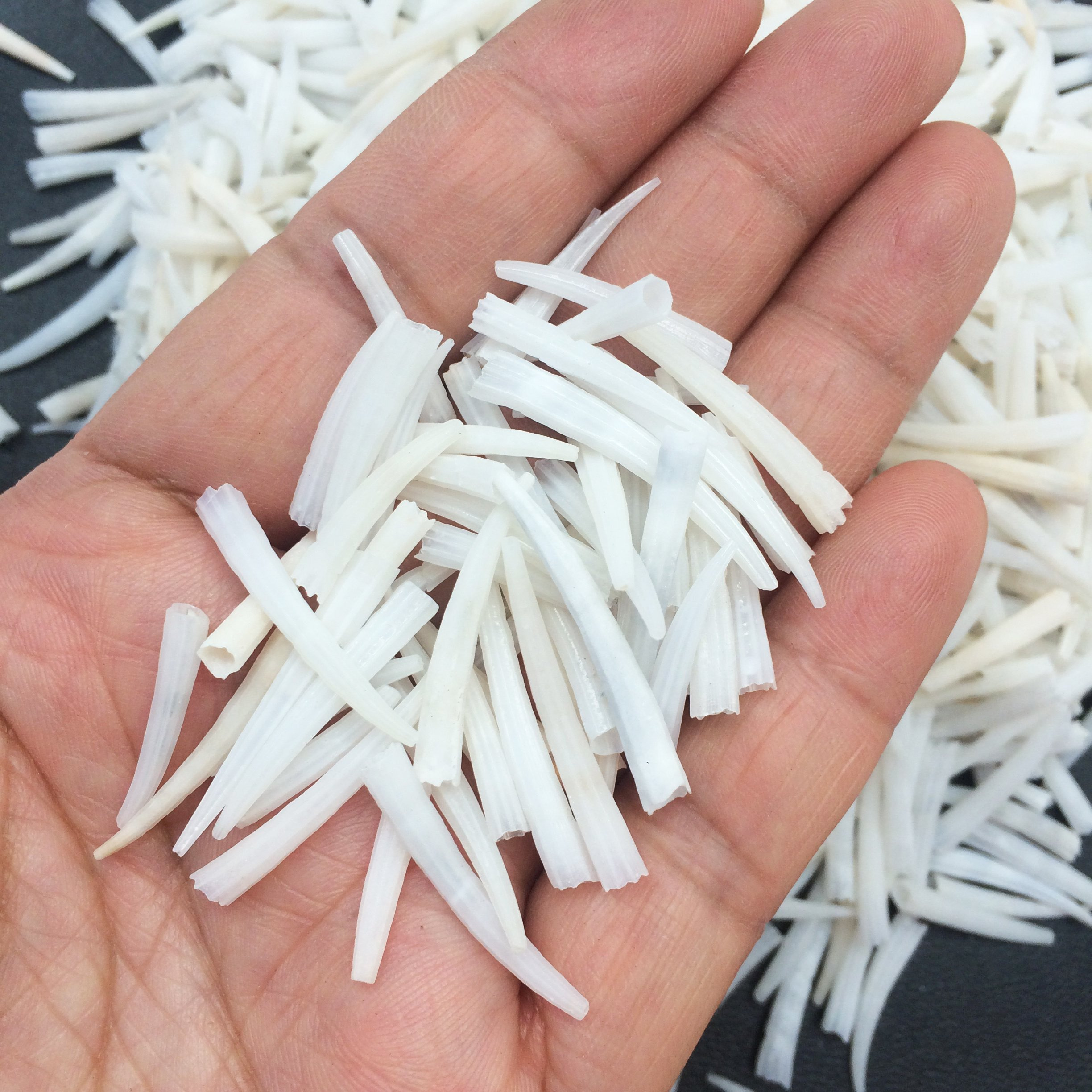 Pepperlonely Tusk Sea Shells, 6 Oz Apprx.1300+ Pc Shells, 1/2 Inch ~ 1 Inch