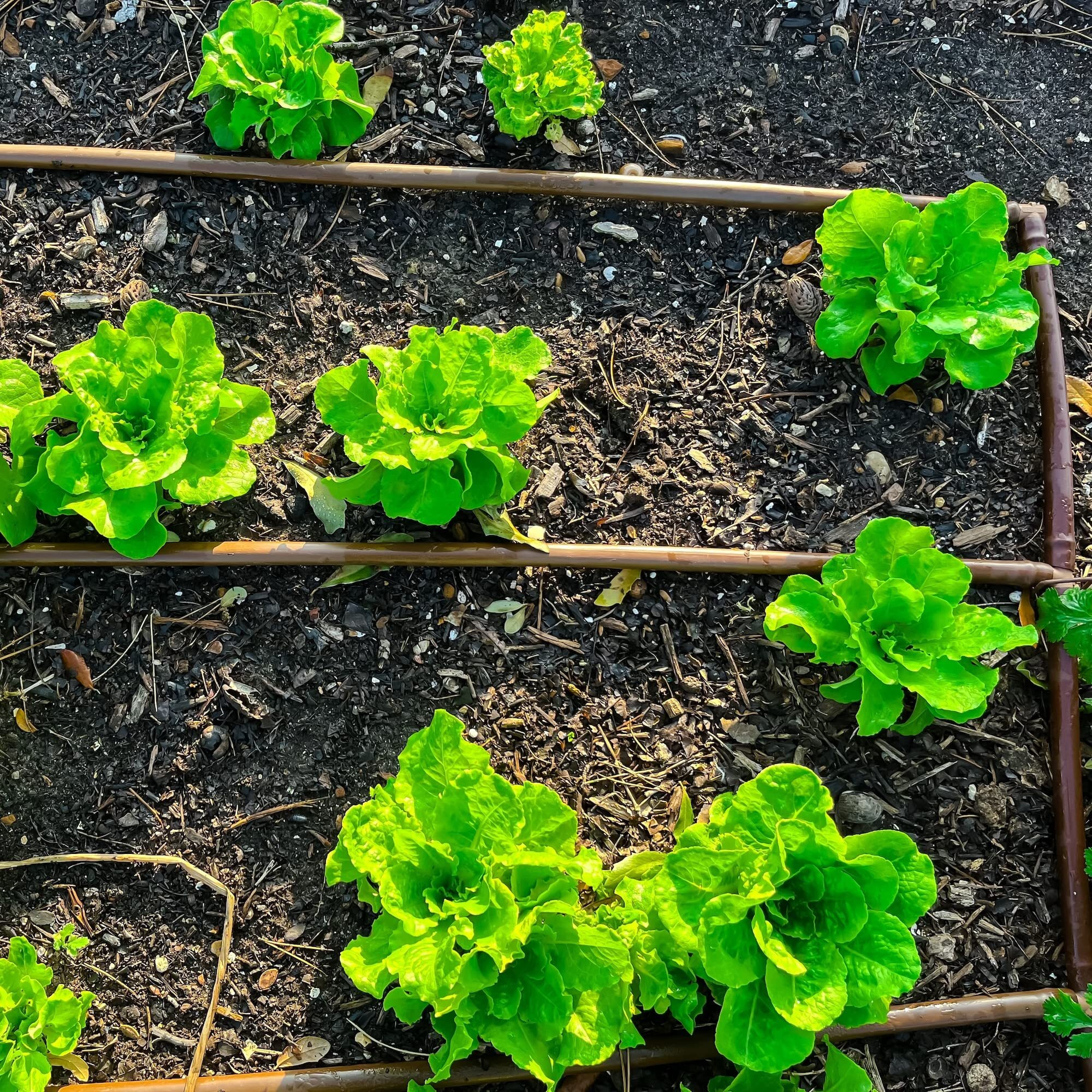 One Stop Outdoor Usa Made - 1/4-Inch X Irrigation/Hydroponics Dripline With 6-Inch Emitter Spacing (Brown) (500' Foot Roll)