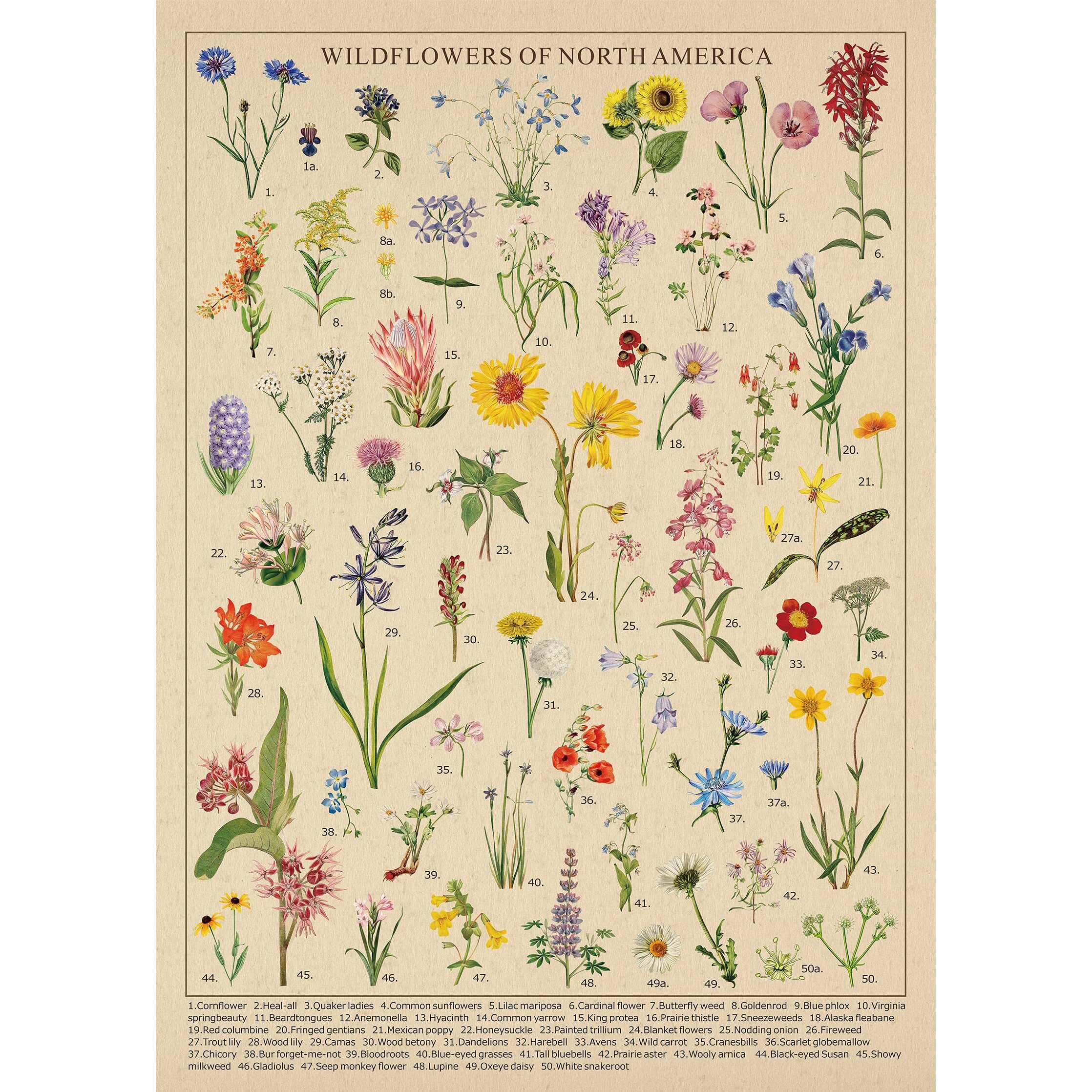 Vintage Wildflowers Puzzle 1000 Pieces For Adult, Botany Plant Flower Puzzle Of Wildflowers Of North America, Floral Jigsaw Puzzles Nature