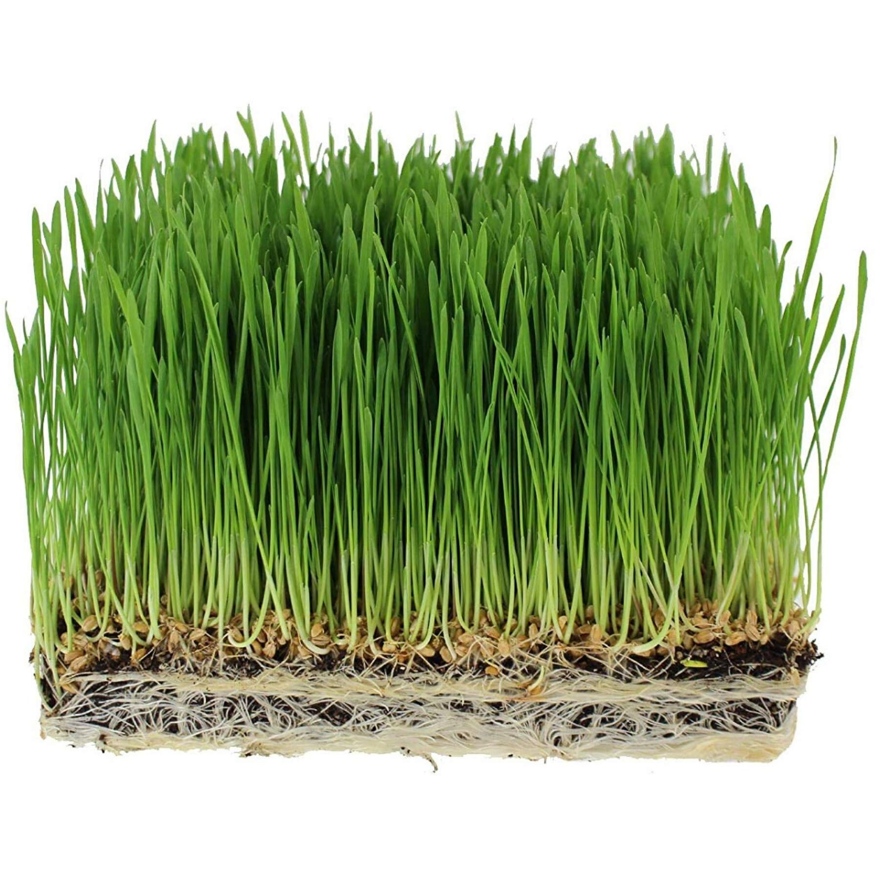 Handy Pantry Organic Wheatgrass Seeds - For Wheat Grass, Cat Grass, Food Storage & More - Hard Red Wheat (2.5 Pounds)