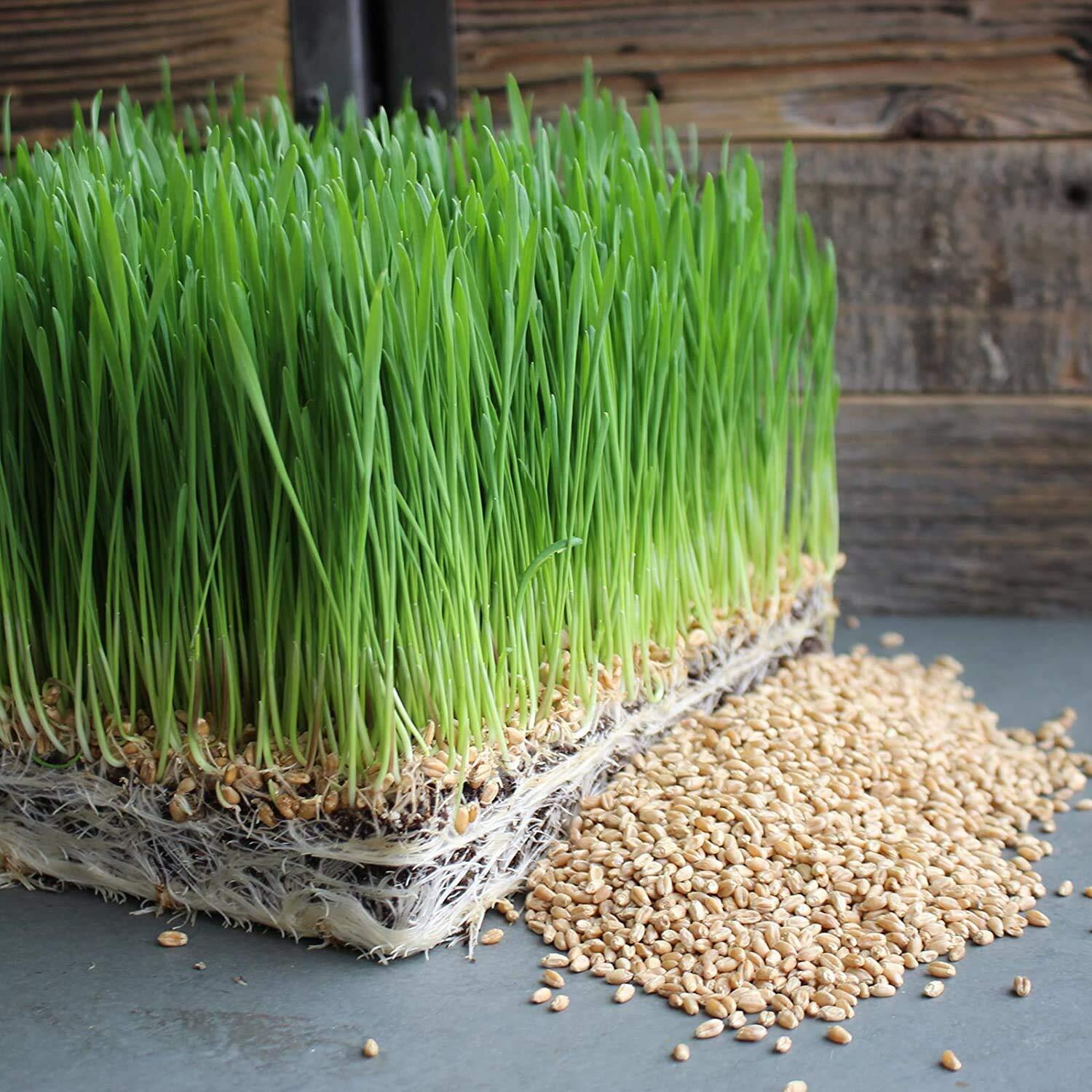 Handy Pantry Organic Wheatgrass Seeds - For Wheat Grass, Cat Grass, Food Storage & More - Hard Red Wheat (2.5 Pounds)
