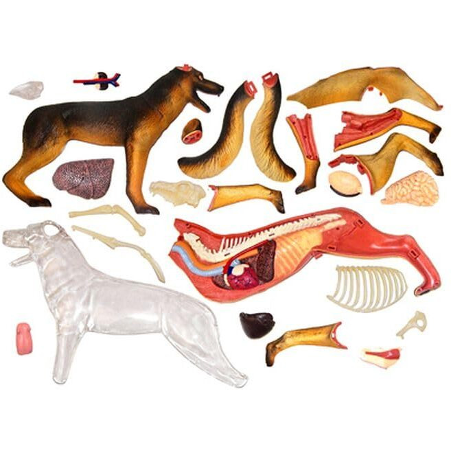 Tedco 4D Vision Dog Anatomy Model