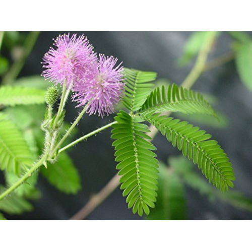 Tickleme Plant Seeds Pack (2) - Fun Party Favor, Leaves Fold When Touched Easy To Grow Indoors, Can Flower, Includes 10 Activities, Reopens In Minutes - Perfect For Valentine's Day