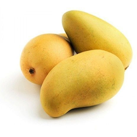Fresh Indian Kesar Mangoes Combo of 10-12