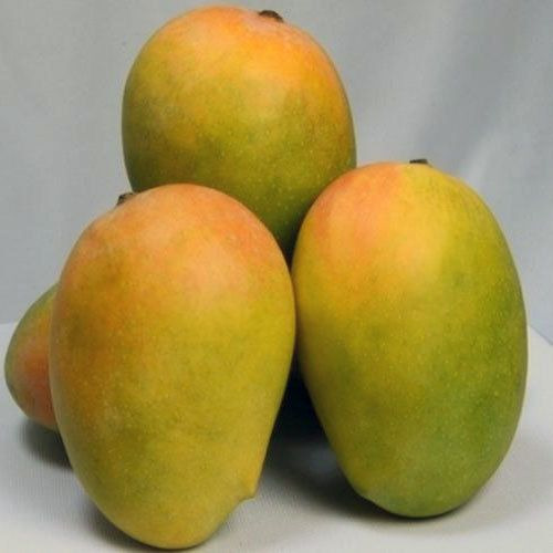 Fresh Indian Kesar Mangoes Combo of 10-12