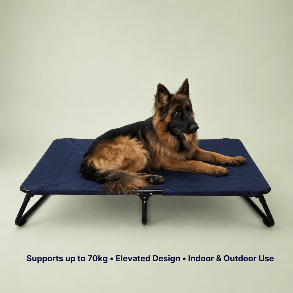 Heavy-Duty Elevated Dog Cot | Reinforced Metal Frame | Waterproof & Tear-Resistant 1000D Oxford Fabric | Foldable, No Assembly | 48&quot  30&quot with 9&quot Height | Supports 75 kg (165 lbs)