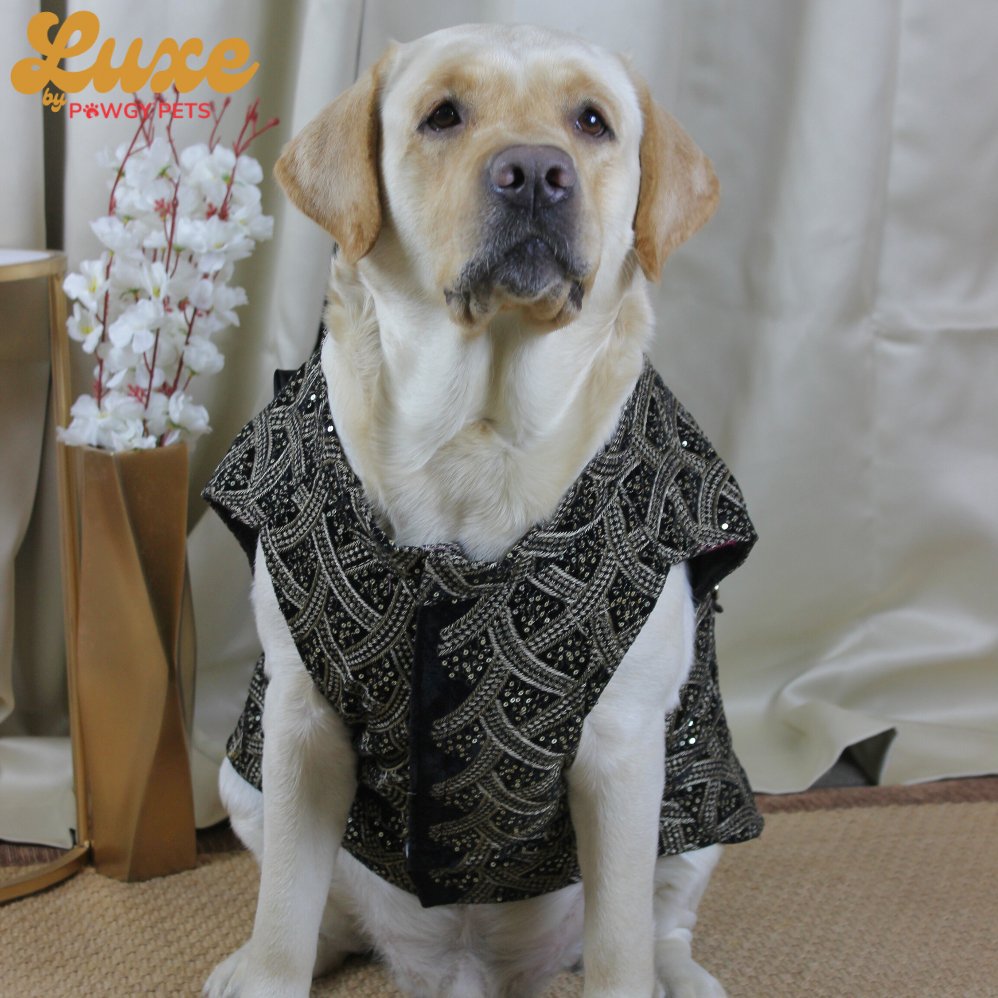 Black Embroidered Velvet Sherwani | Luxe Collection | Pawgy Pets