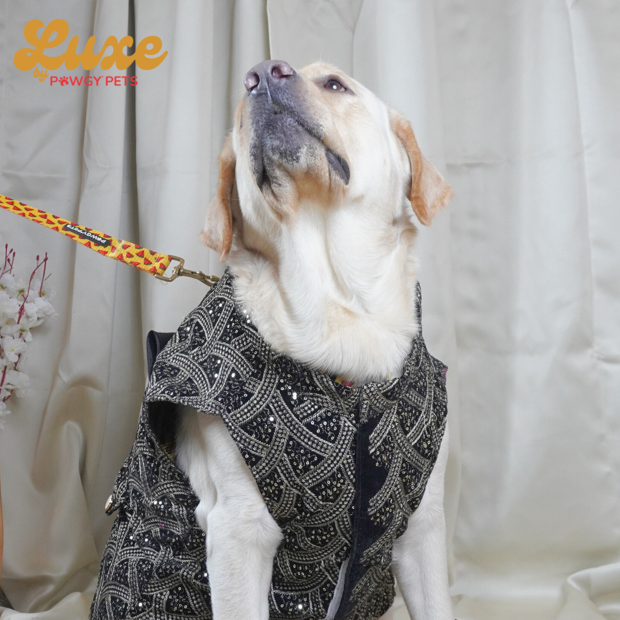Black Embroidered Velvet Sherwani | Luxe Collection | Pawgy Pets