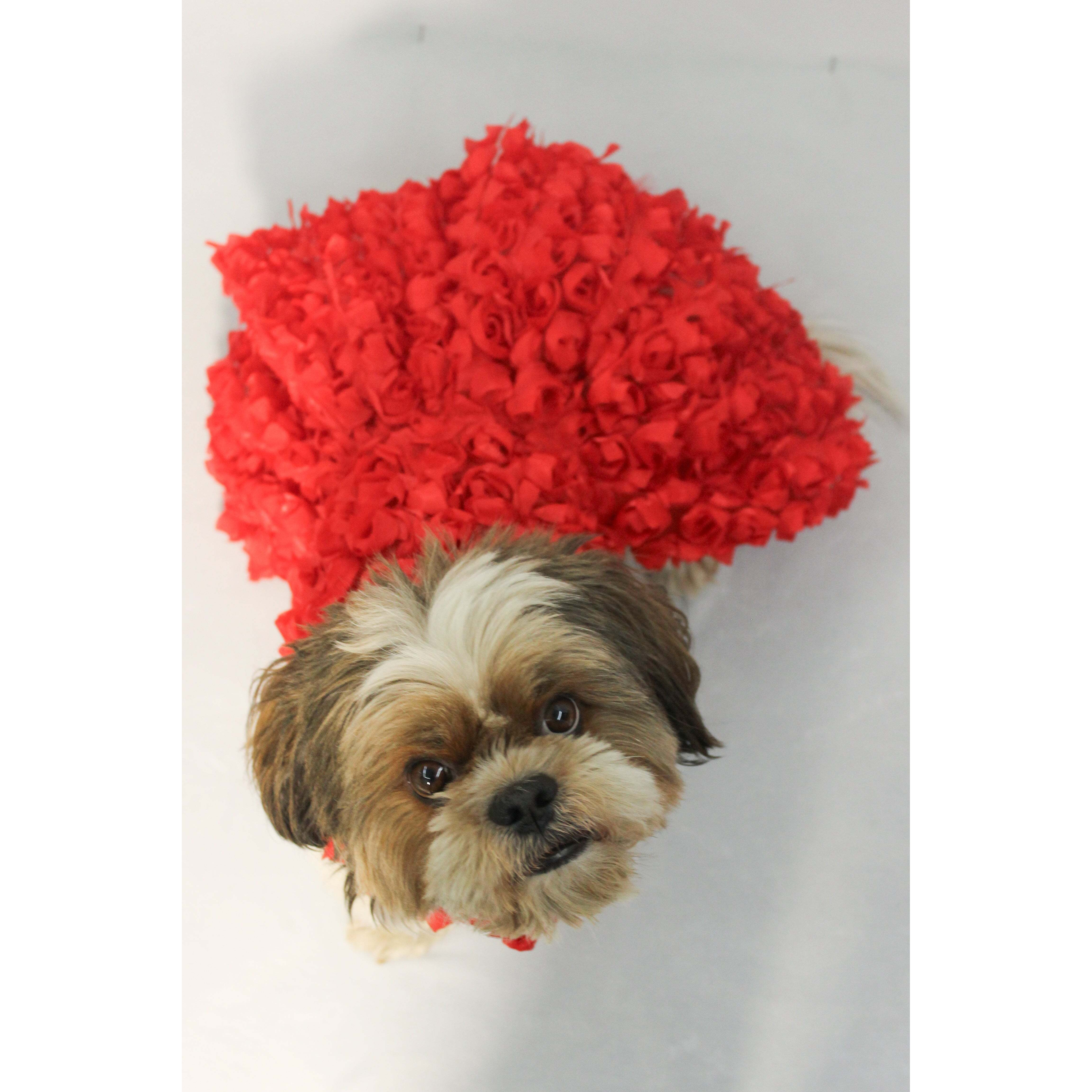 Red Rosy Tutu Dress | Luxe Collection | Pawgy Pets