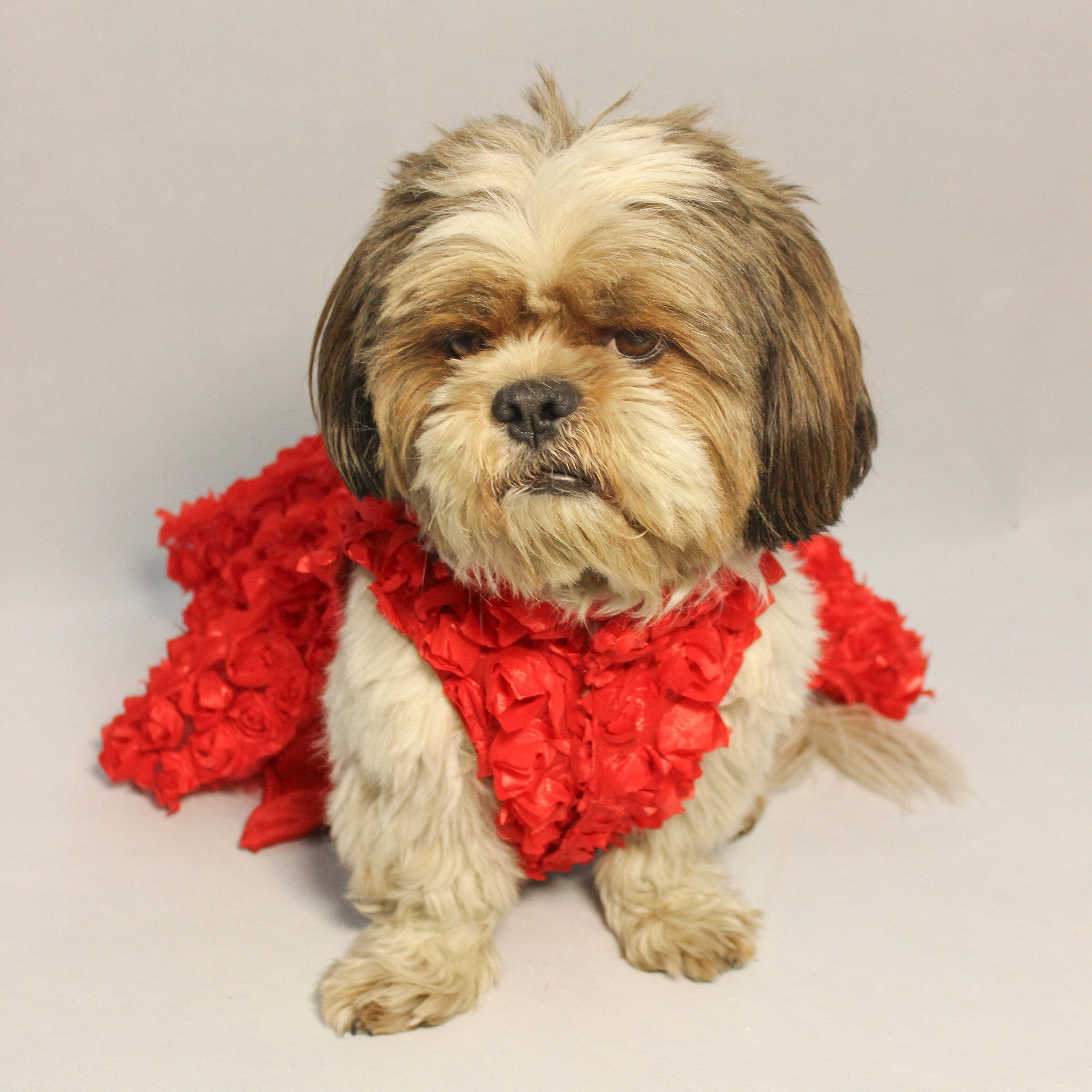 Red Rosy Tutu Dress | Luxe Collection | Pawgy Pets