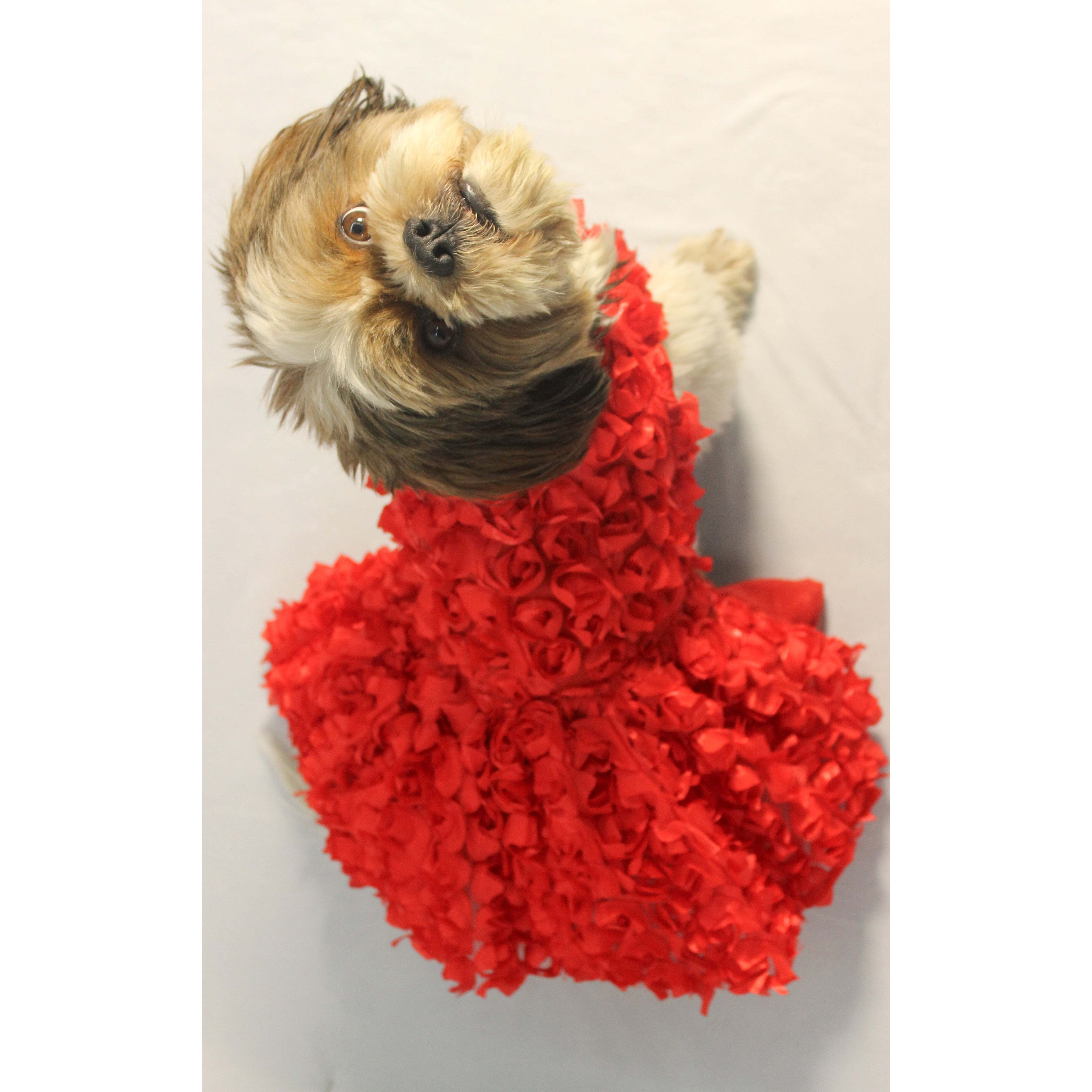 Red Rosy Tutu Dress | Luxe Collection | Pawgy Pets