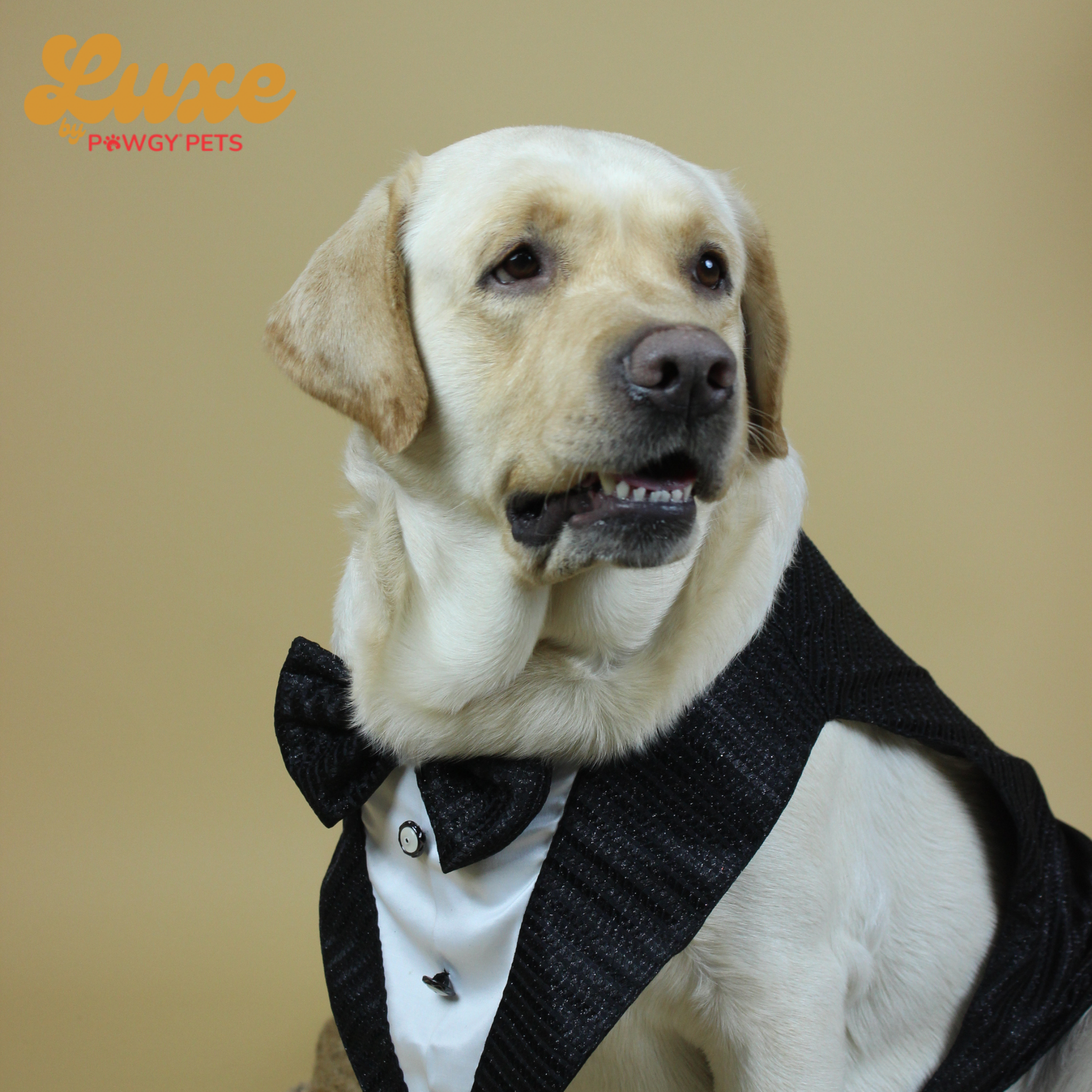 Black Shimmering Bowtie Tuxedo | Luxe Collection | Pawgy Pets
