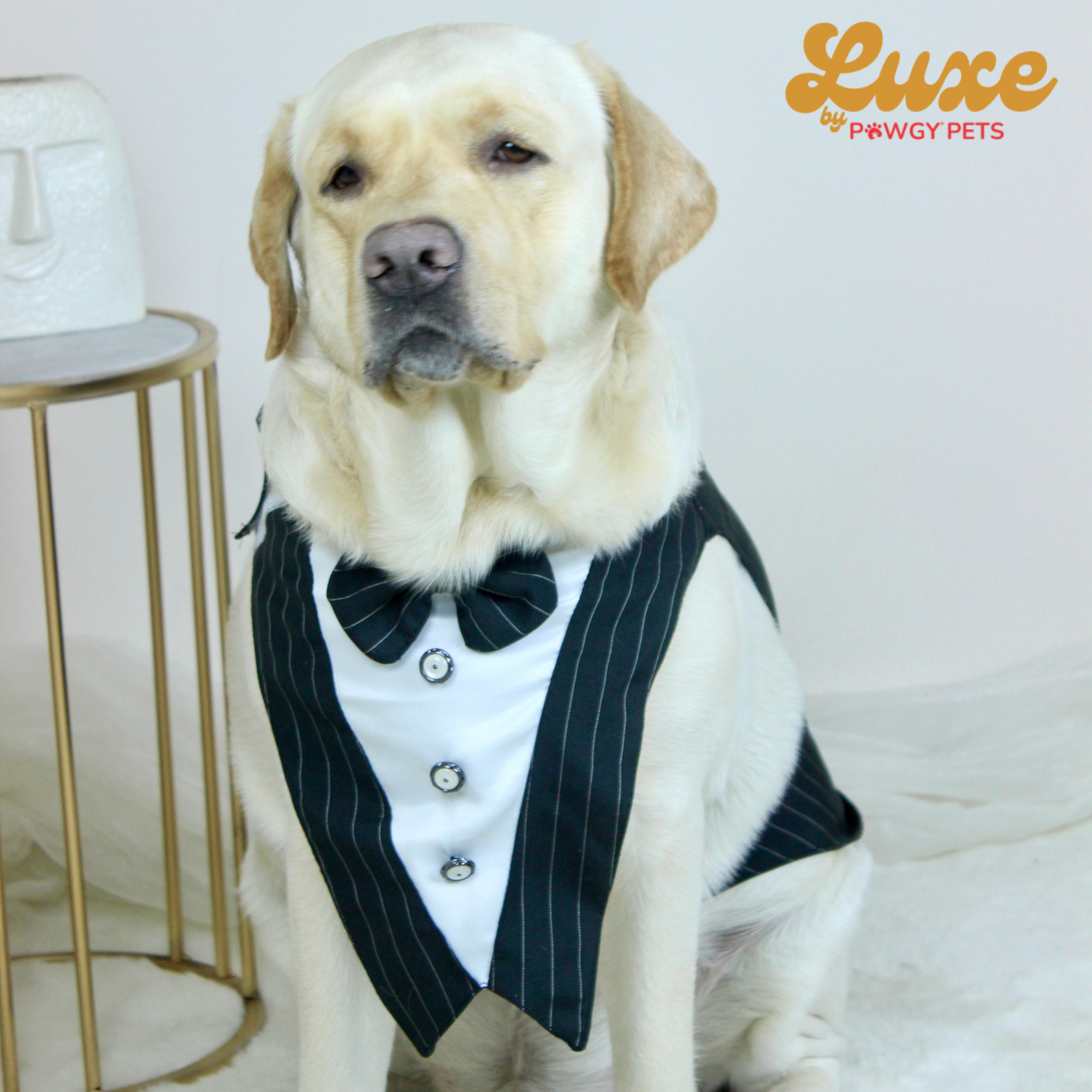Black Stripe Bowtie Tuxedo | Luxe Collection | Pawgy Pets