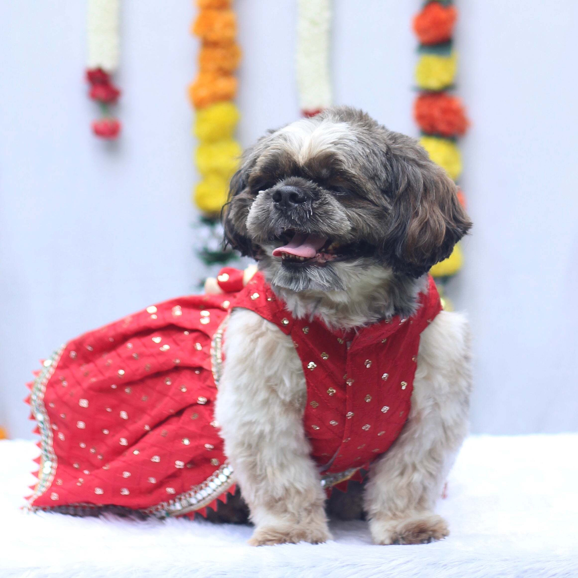 Red Shahi Lehenga Dress | For Dogs | Pawgy Pets