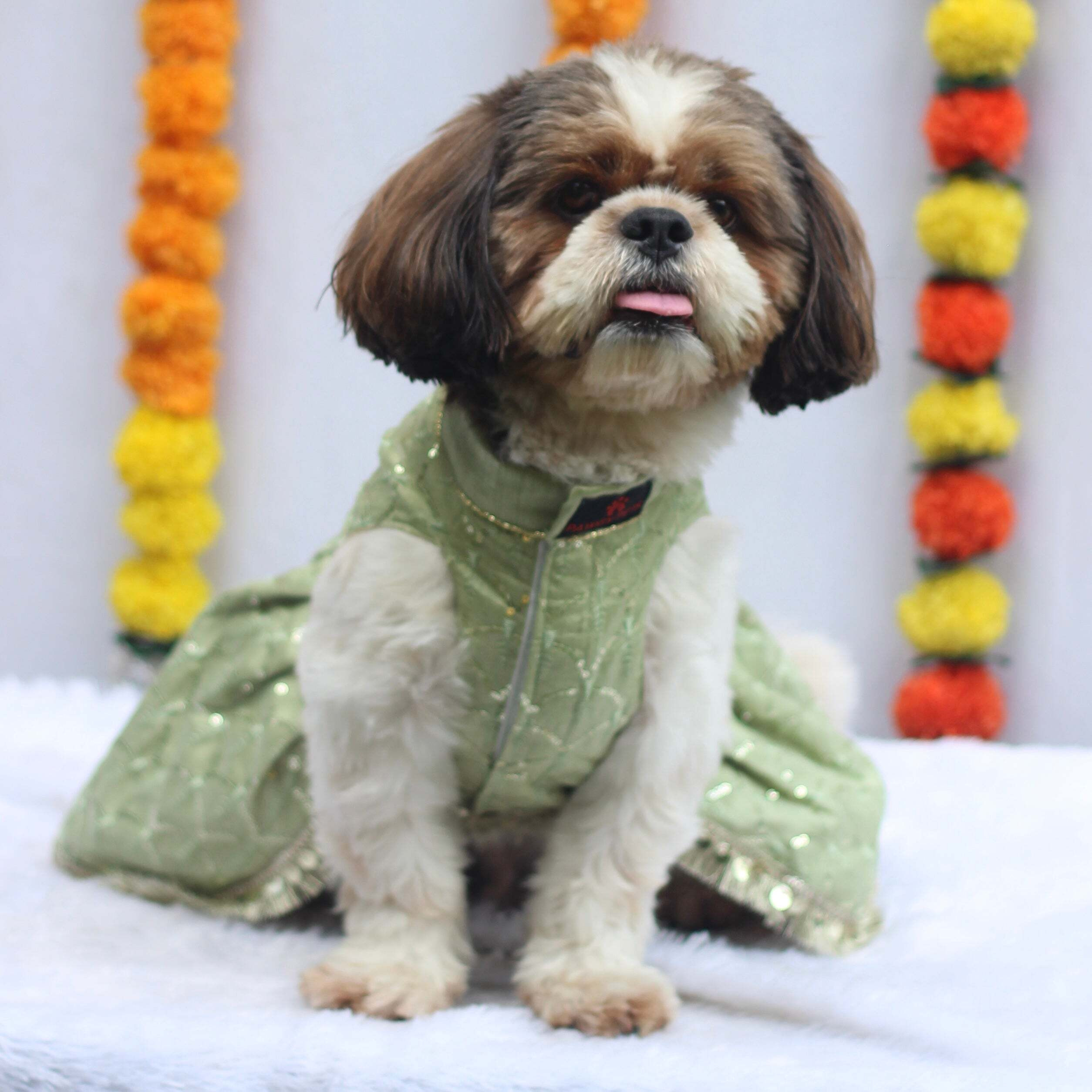 Pastel Green Shahi Lehenga Dress | For Dogs | Pawgy Pets