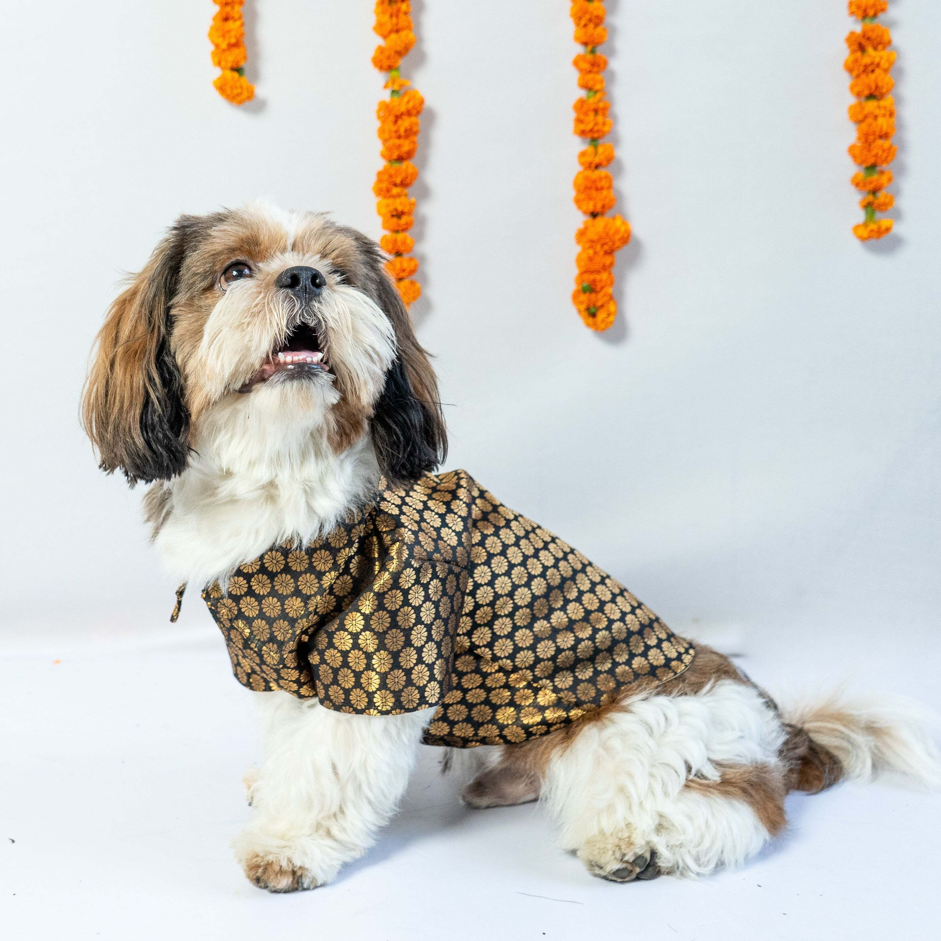 Black Occasion Wear Shirt | For Dogs | Pawgy Pets