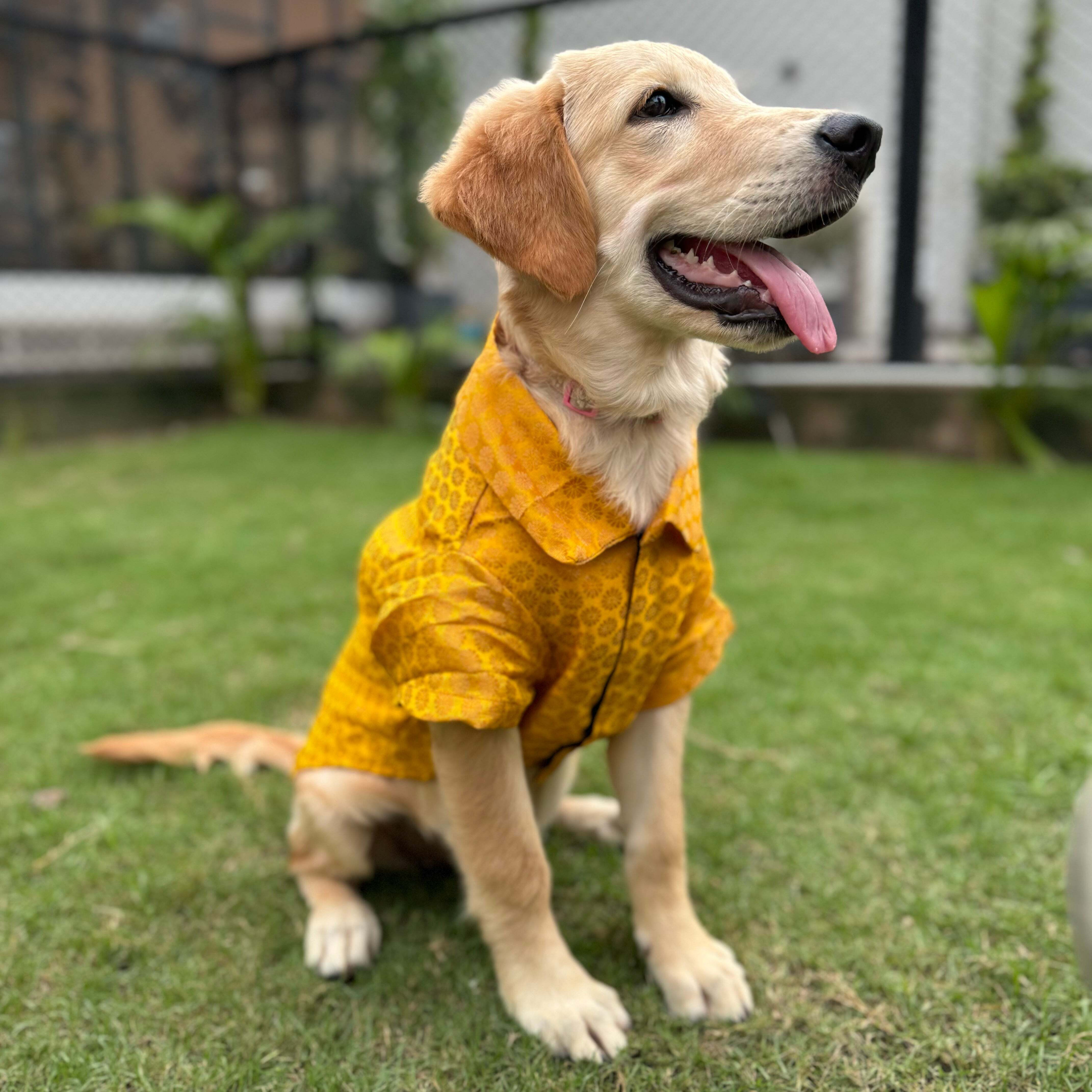 Yellow Occasion Wear Shirt | For Dogs | Pawgy Pets