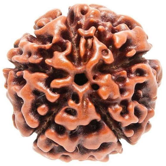 Petrichor Original Nepali Five Faced / 5 faced / 5 Mukhi Rudraksha (Paanch Mukhi Rudraksha) Brown color WITH CERTIFICATE