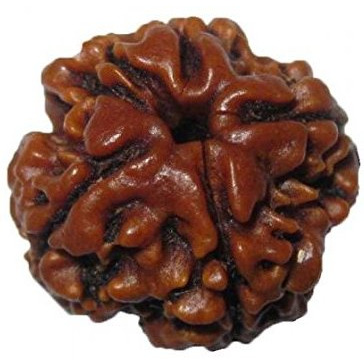 Original Nepali 4 Mukhi Rudraksha bead