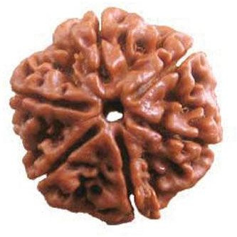 Original Nepali 6 Mukhi Rudraksha bead