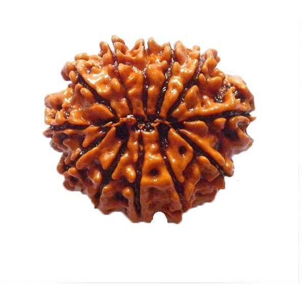 Original Nepali 12 Mukhi Rudraksha bead