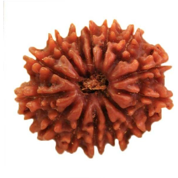 Original Nepali 14 Mukhi Rudraksha bead